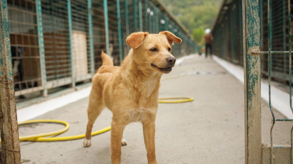 Tan dog stands in front of kennels at the shelter. 