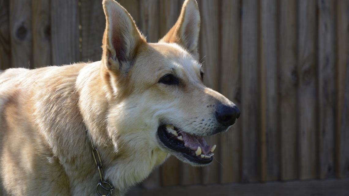 Super Rare ‘Isabella' German Shepherd Has the Coolest Hints of Lavender in His Fur 