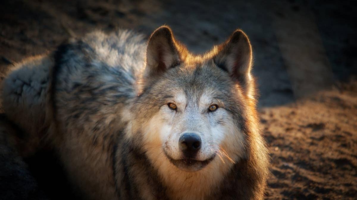 Wolves are spirit animals for several specific birth dates. 