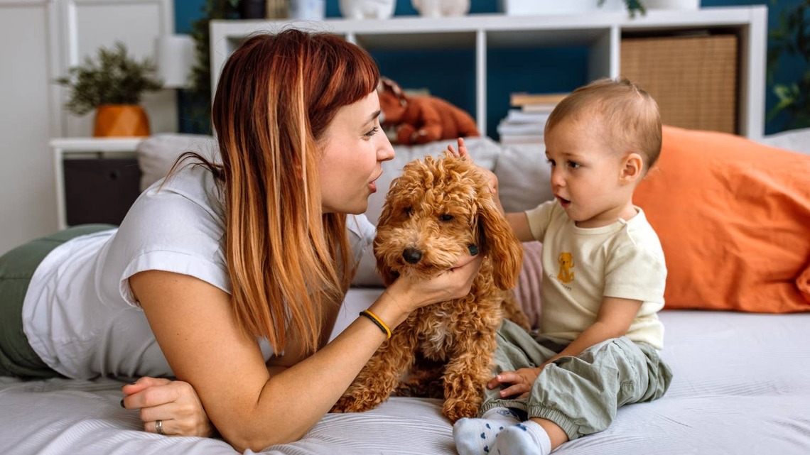 Could Dog Allergies Soon Be a Thing of the Past? Researchers Are Exploring a Surprising Solution 
