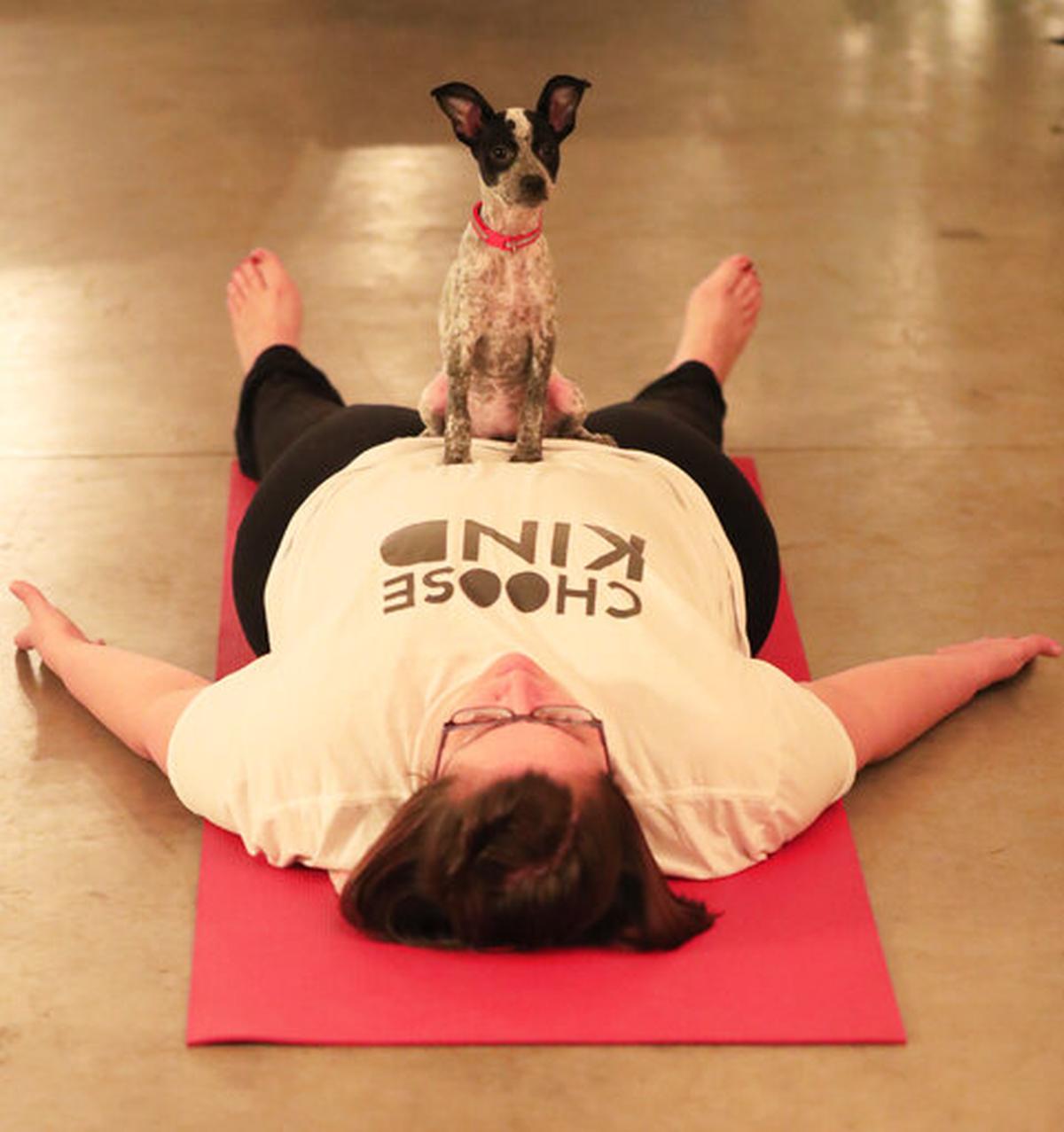 A puppy from Lucky 7 Dog Rescue sits on a participant in a Yoga With Puppies class at Gather on Broadway on Wednesday, Jan. 9, 2019 in Green Bay, Wis.