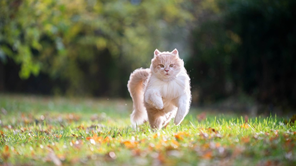 ‘Fastest Cat in Indonesia' Looks Like an Orange Blur Racing Home 