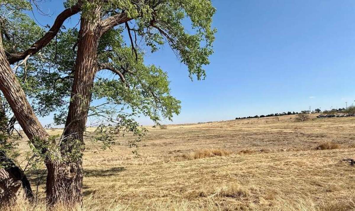  Vastness is the feeling of the West Texas high plains along a trail at Lubbock Lake Landmark. The Siberian elm is not native but an invasive introduced eons ago. Photo credit: Christine Tibbetts 