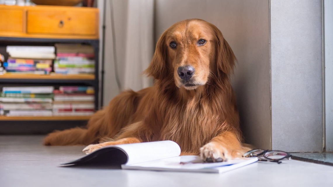 The Internet's Favorite Golden Retriever's Children's Book Is Here, and We're So Excited 
