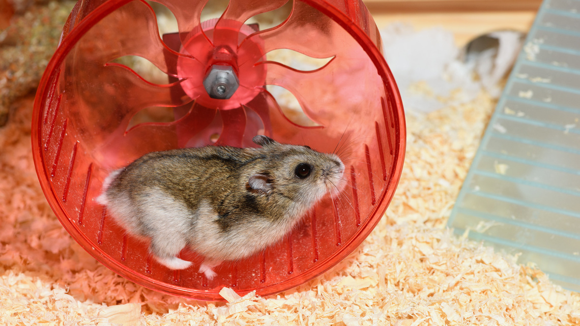 Commentary: Classroom pets teach all the wrong lessons 