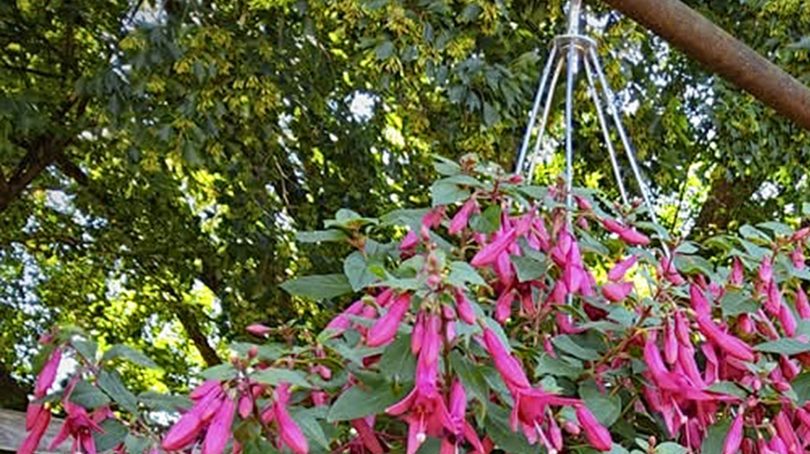 On Gardening: This fuchsia is a gardener game changer