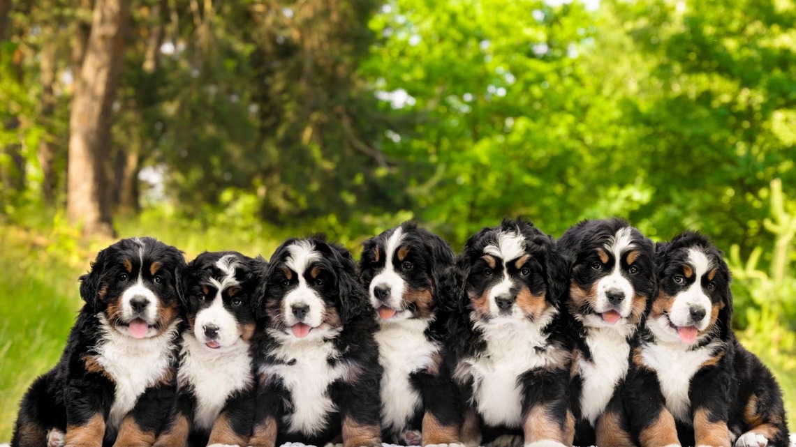 Bernese Mountain Dog Puppies Napping in Park Look Like Cuddly Rocky Road Sundaes 