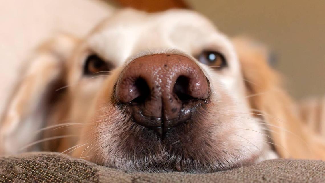 Polite Golden Retriever ‘Keeps Mom's Tater Tots Warm' the Natural Way 