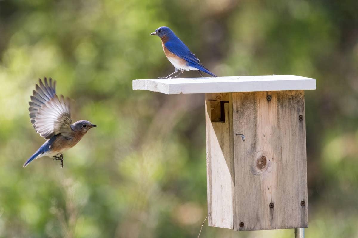  Nesting boxes can provide safe, reliable breeding sites for bluebirds.
