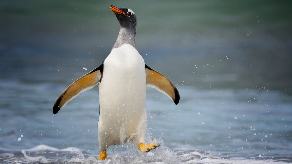 Scientists Just Named a New Penguin Species That Had Been Hiding in Plain Sight for Over a Century 