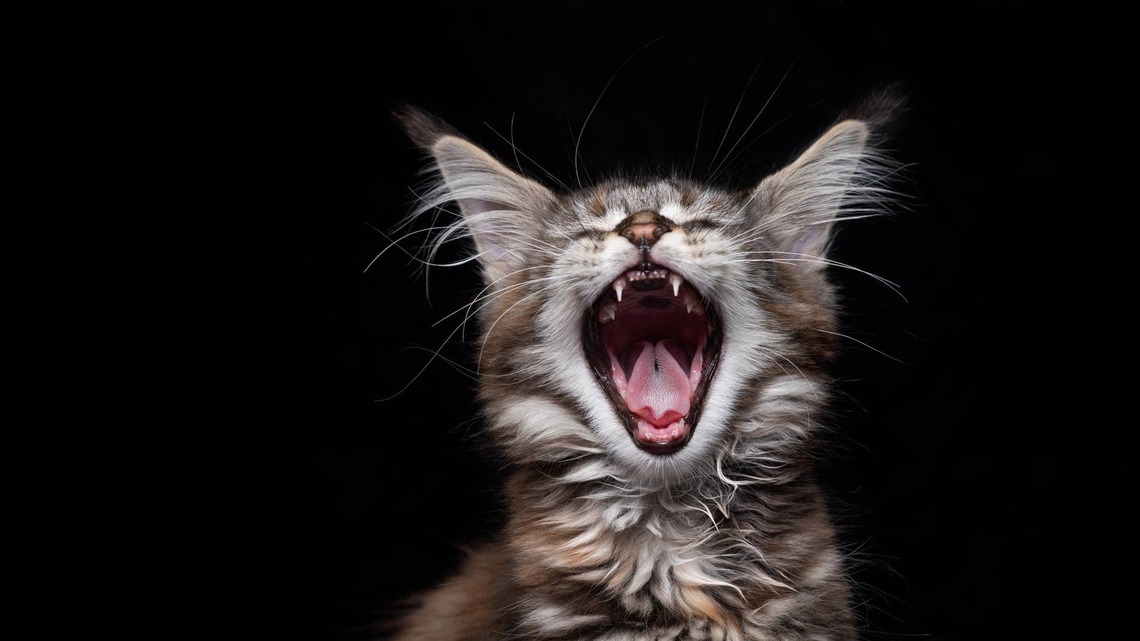 Maine Coon Kitten Thinks He's Roaring, but His Tiny Meow Says Otherwise 