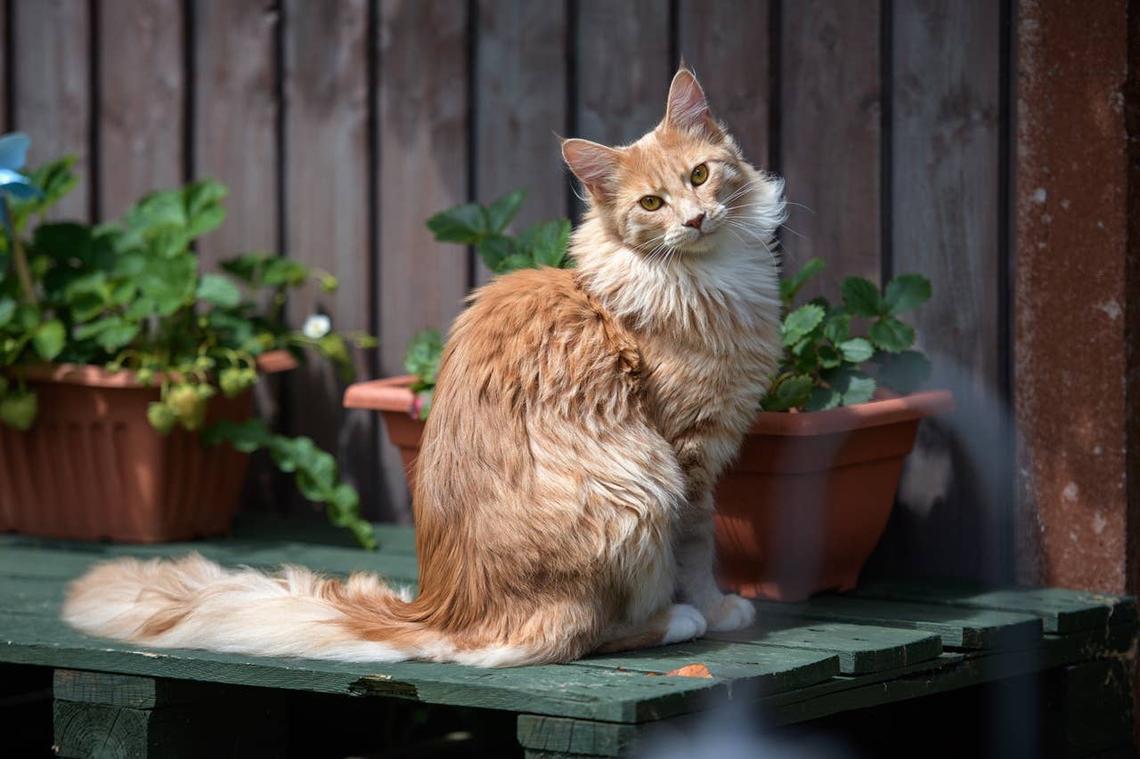  A Maine Coon with a female Irish cat name sitting outside. 
