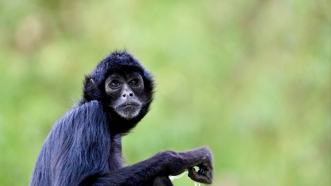Wildlife Photographer Captures Rare Footage of Baby Spider Monkeys, and the Results Are Stunning 