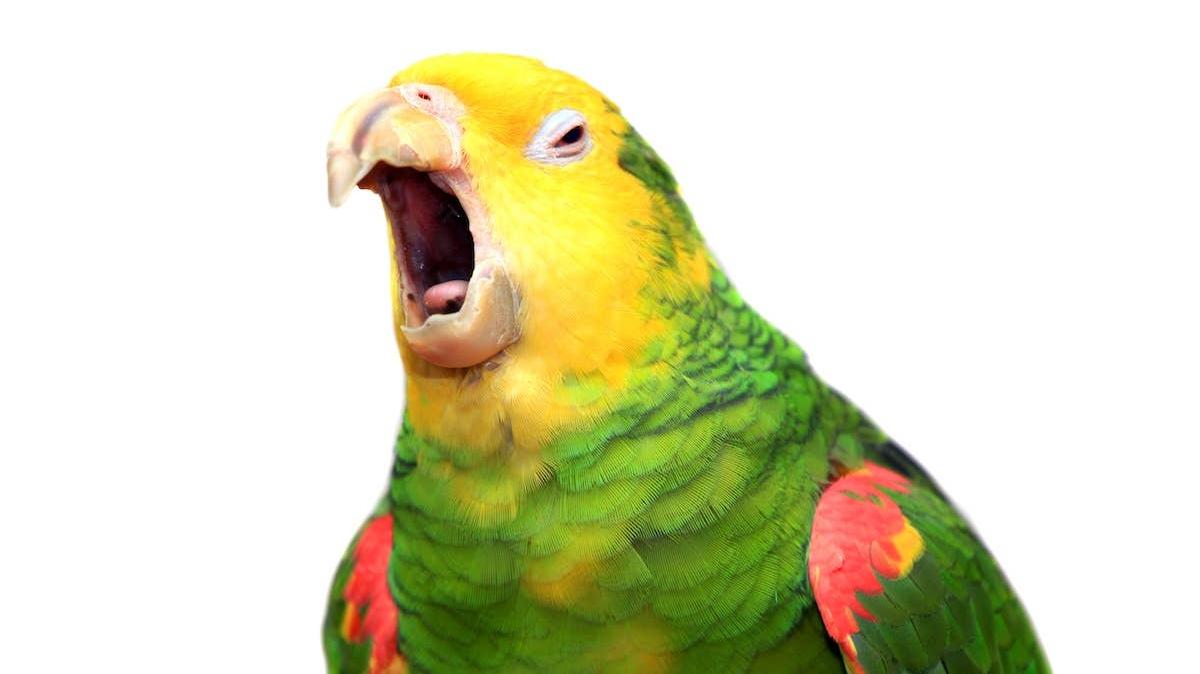 A Parrot singing.
