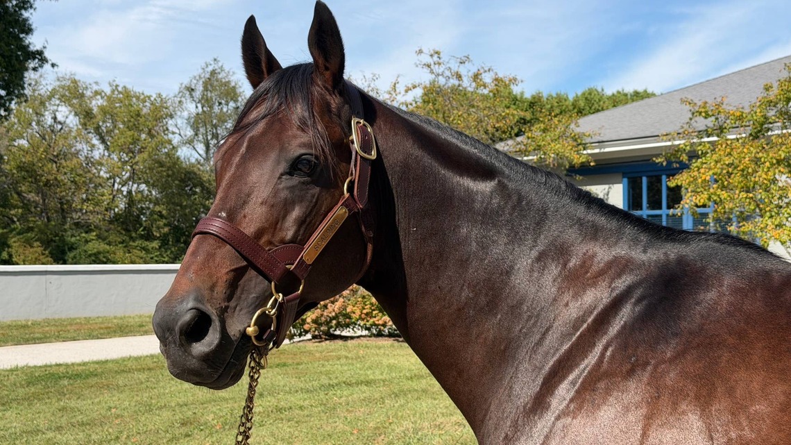 Surprise Success Of Freshman Sire Scalding Gives A Preview Of Pin Oak Stud's Future In Stallion Business 