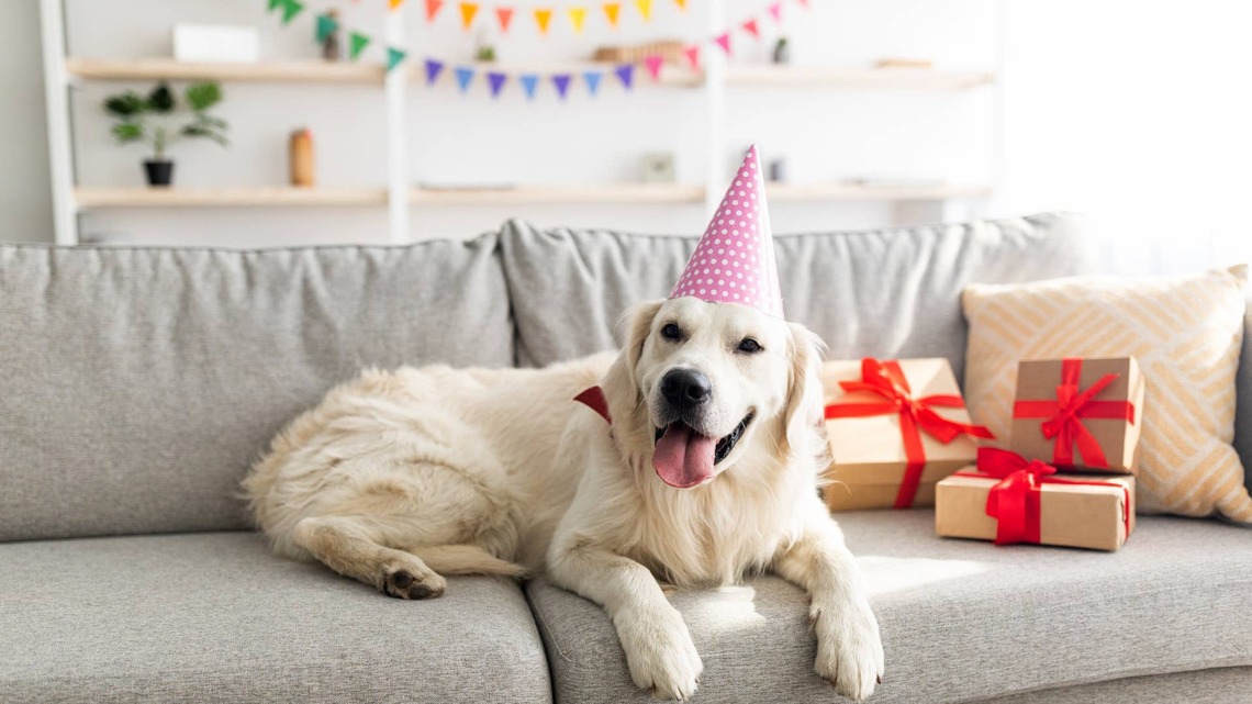 Golden Retriever Gets to Open His Birthday Presents, and He's Living His Best Life 