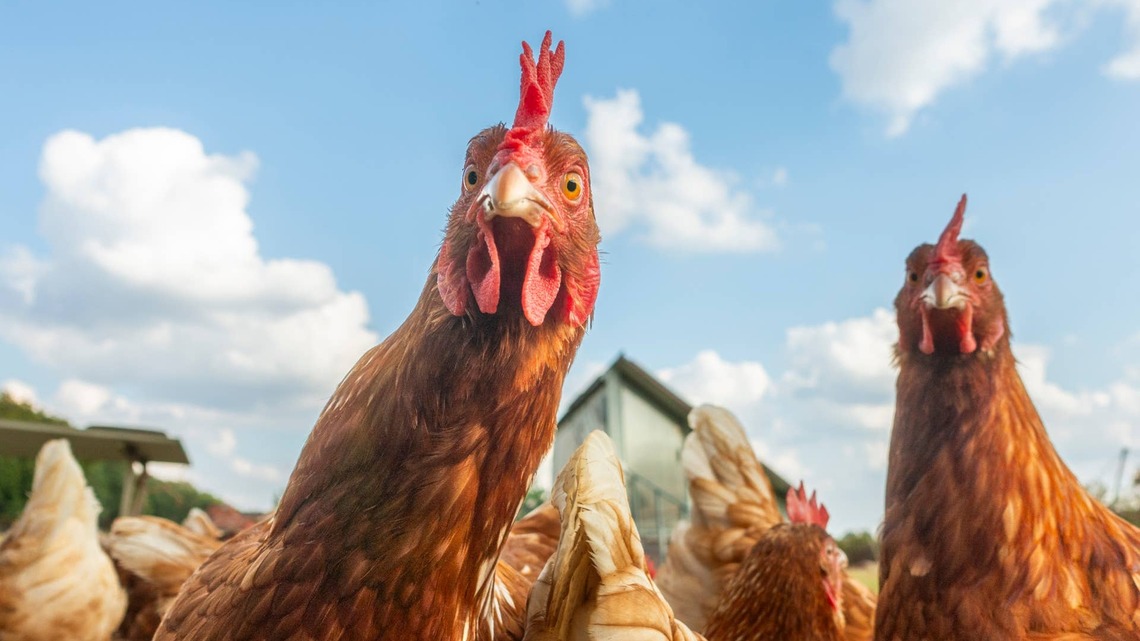 Chicken Thinks She's a Duck, and It's Too Cute: 'She Can Be Anything She Wants to Be' 