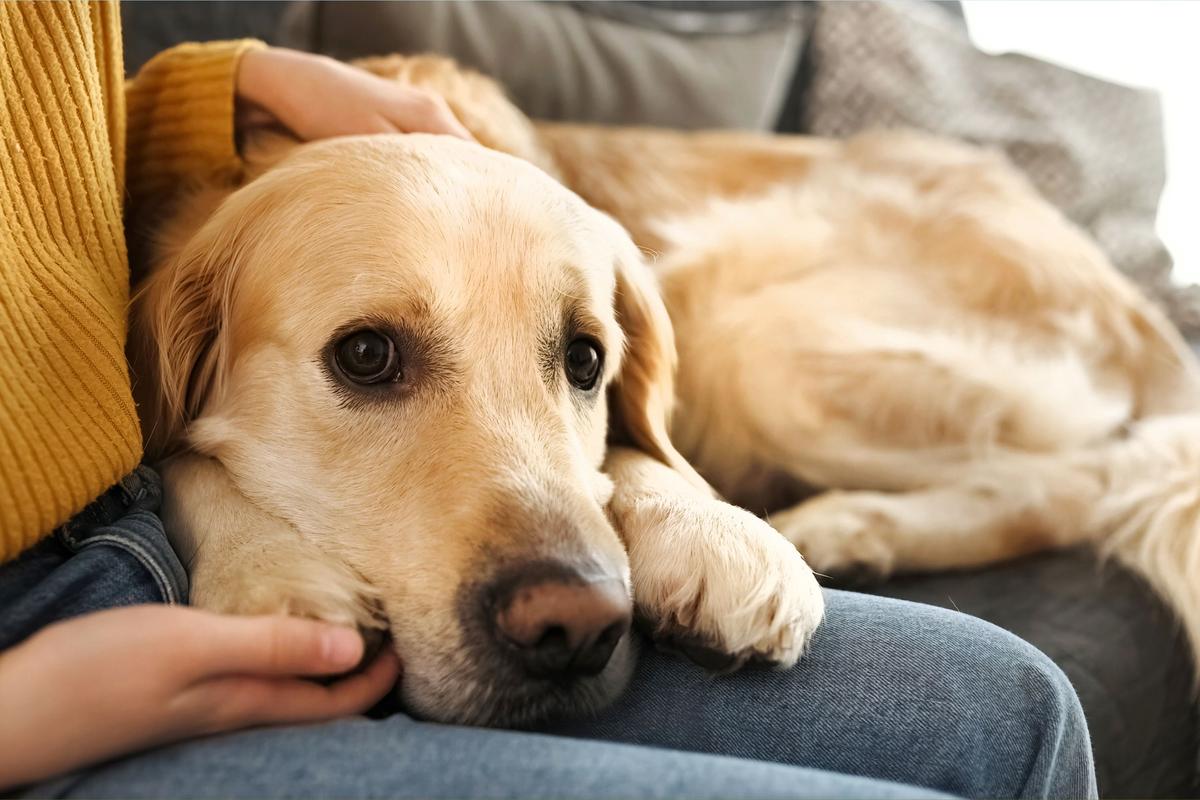  A stock image of a golden retriever resting its head on a person’s lap. 