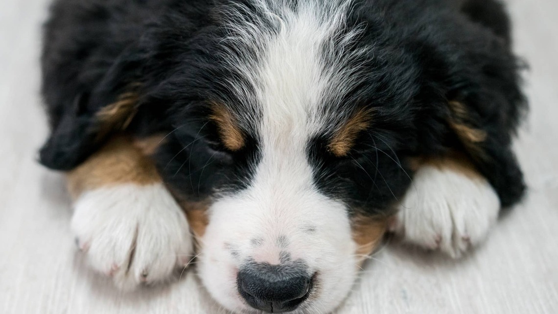 Bernese Mountain Dog Puppy's 'Battery Runs Out' Because 'It's Exhausting Being That Adorable' 