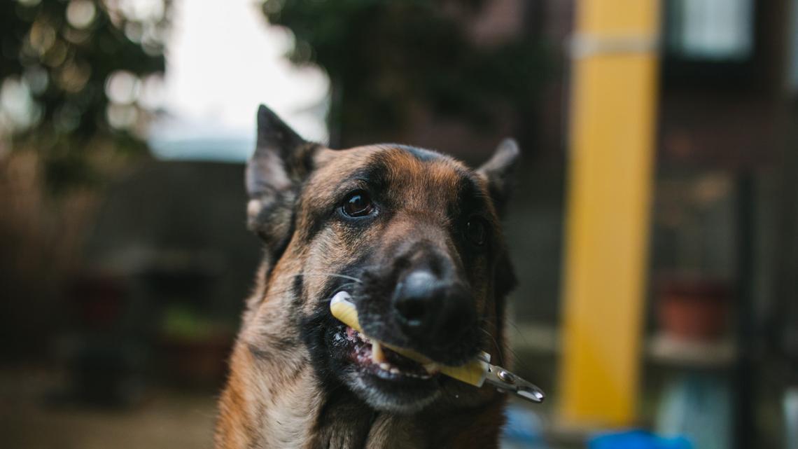This German Shepherd Might Be the Best Little Helper We've Ever Seen 