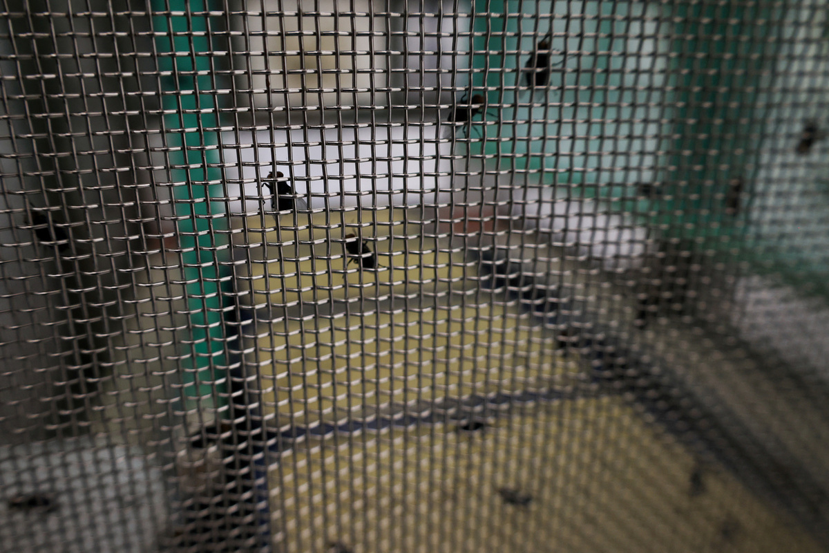 A view of a fly colony in its enclosure during a media tour following the opening of a sterile fly production plant, a key step to contain the cross-border spread of the New World screwworm and its impact on cattle trade, in Metapa de Dominguez, Chiapas, Mexico, June 27, 2026. REUTERS/Damian Sanchez