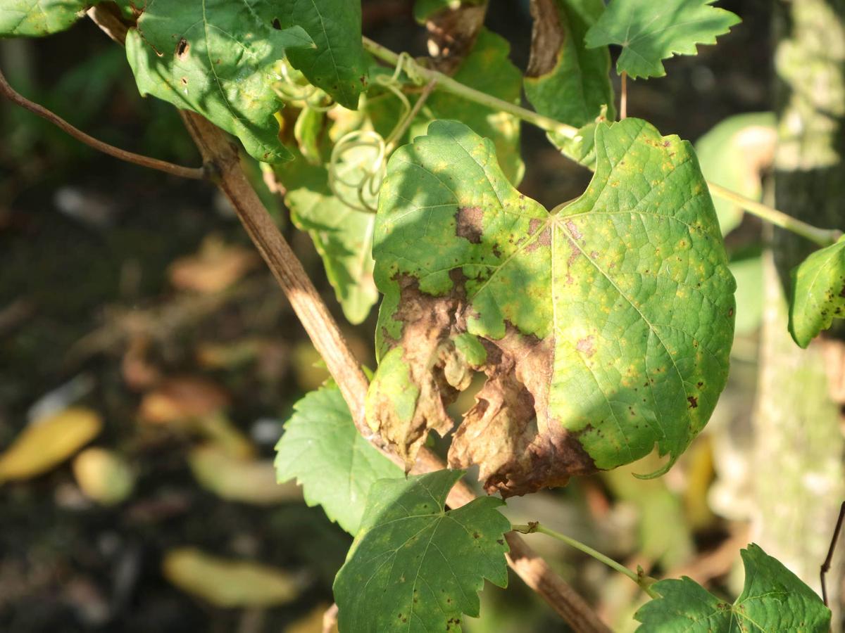  Close up diseased grapevine leaf with brown spots and necrotic tissue. Suitable for agricultural, botanical, educational, or pest control marketing materials.