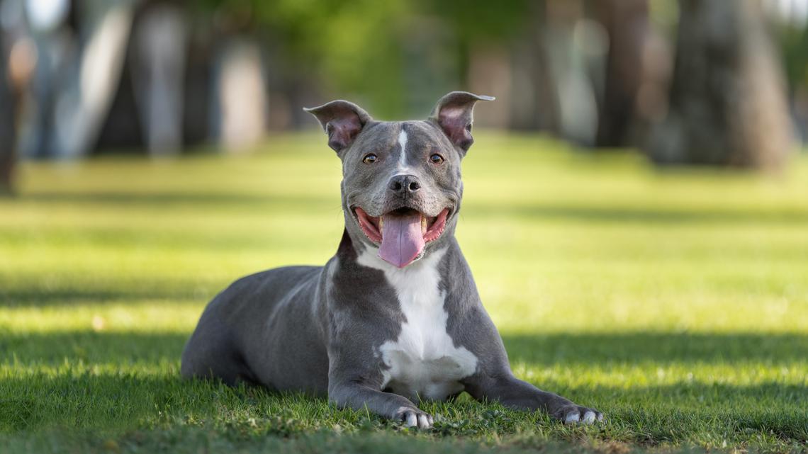 Shop the Pet Supermarket Dog Sale for Up to 50% Off Food and Health Essentials 