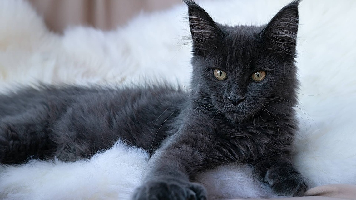 Black Maine Coon's Adorable 'Pokémon Litter' Will Make You Wanna Cuddle 'Em All 