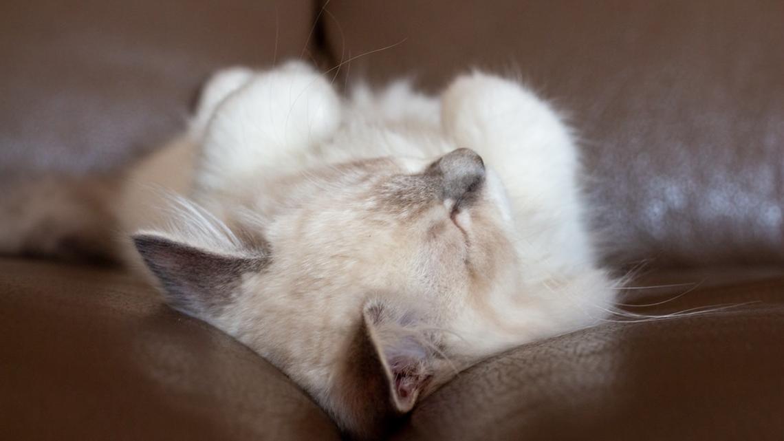 Precious Puddle of Sleepy Ragdoll Kittens Looks Like Toasted Marshmallow Puffs 