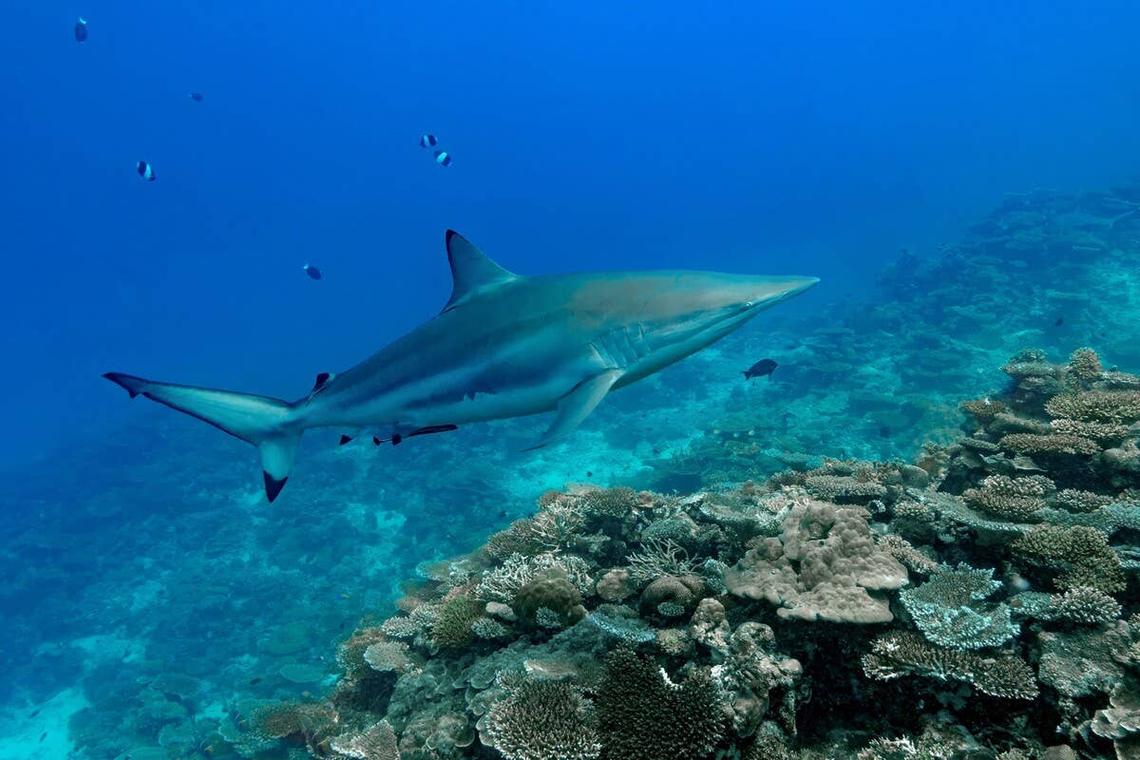  A spinner shark swimming near a coral reef. 