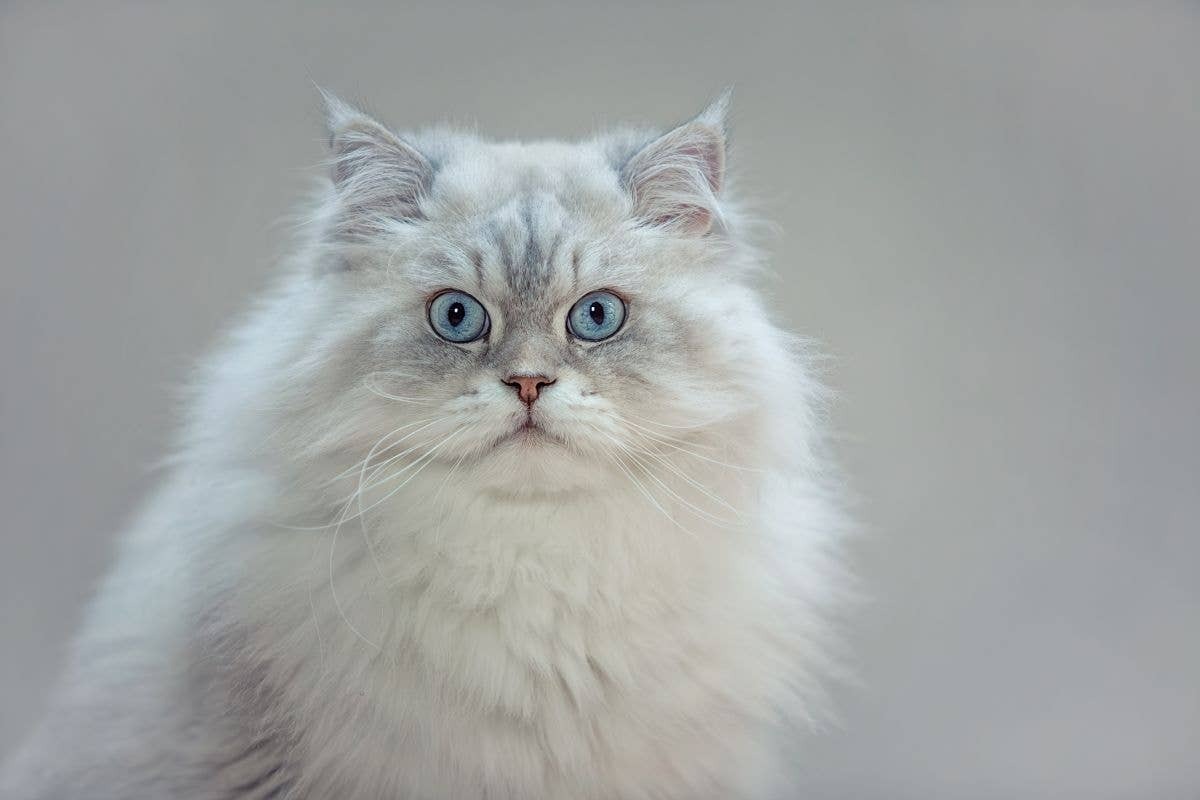  Persian cats are famous for their soft fur and serene personality.