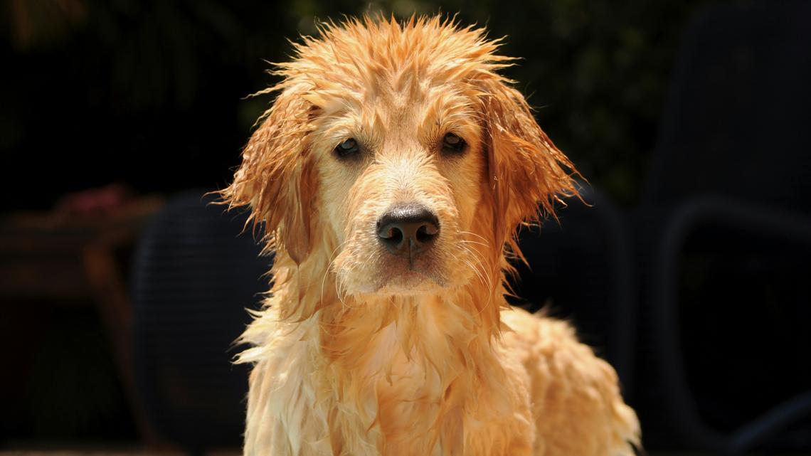 Golden Retriever Has Ultimate Look of Betrayal Upon Realizing He's Getting a Bath 