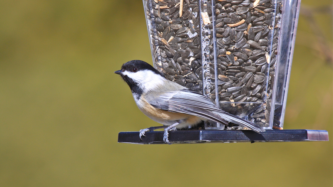 Earth Talk: Bird feeders