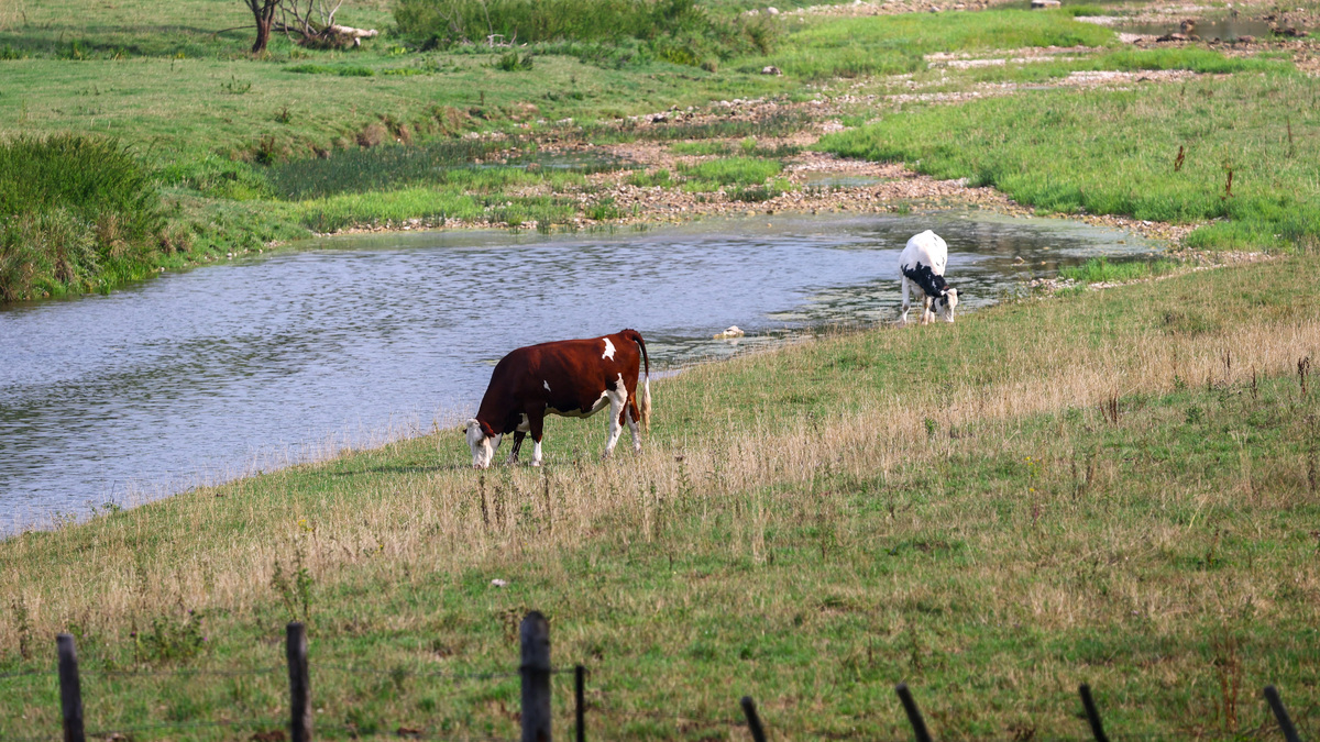 France reports first human case of livestock virus Shamonda after ...