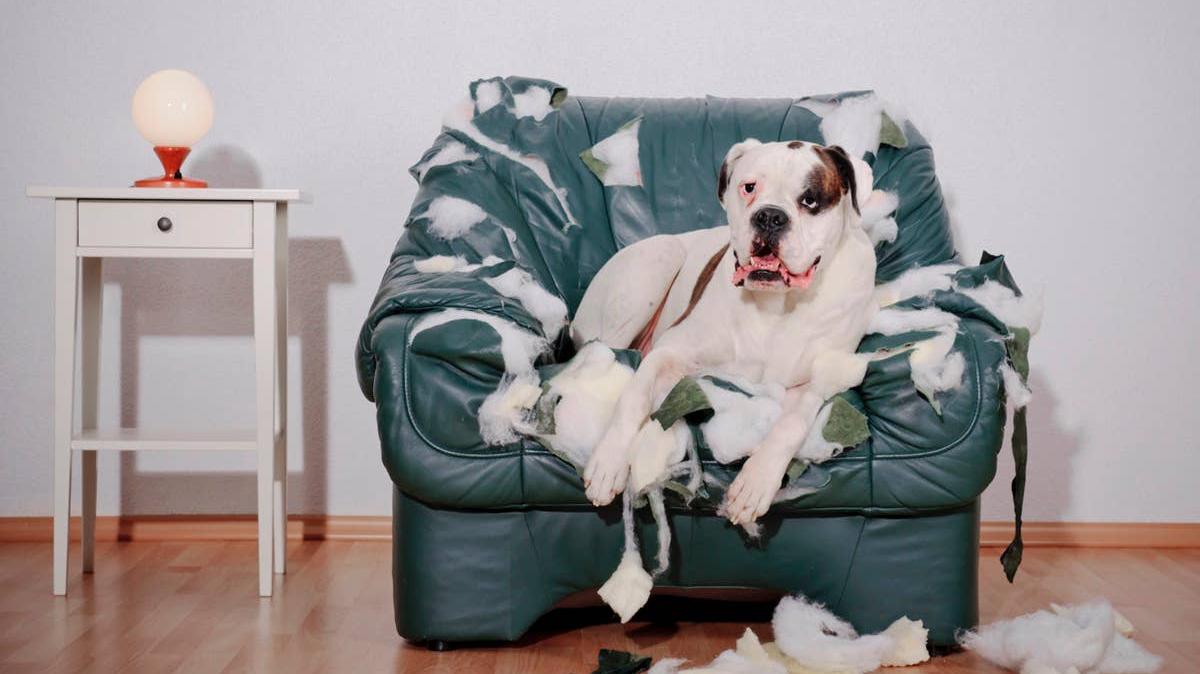 Destructive dog behavior because a pup was feeling anxious. 