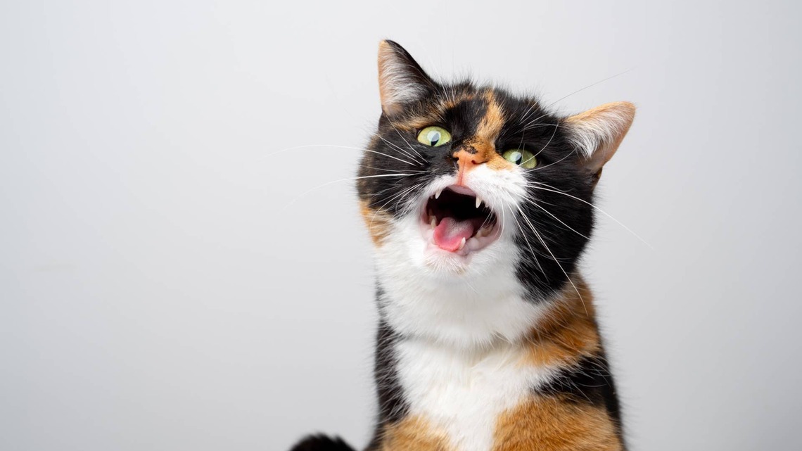 Cat's One-of-a-Kind 'Thumbs' Have People Saying She's 'Flipping the Bird' 
