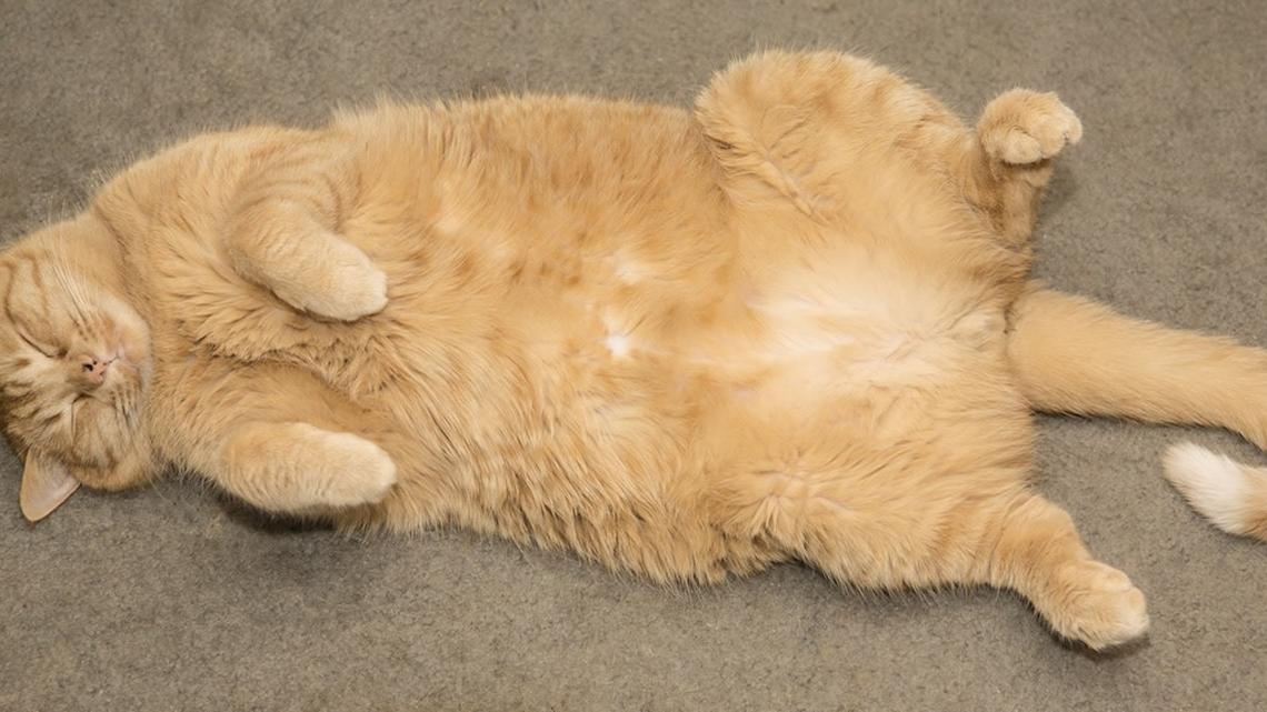 Mom Puts Her Cats in an Aquarium and It's Weirdly Genius 