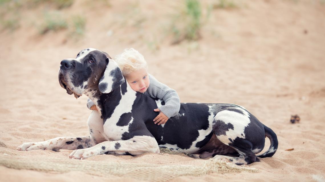 Great Dane Gets One Last Tearful, Happy Birthday Before Crossing Rainbow Bridge 