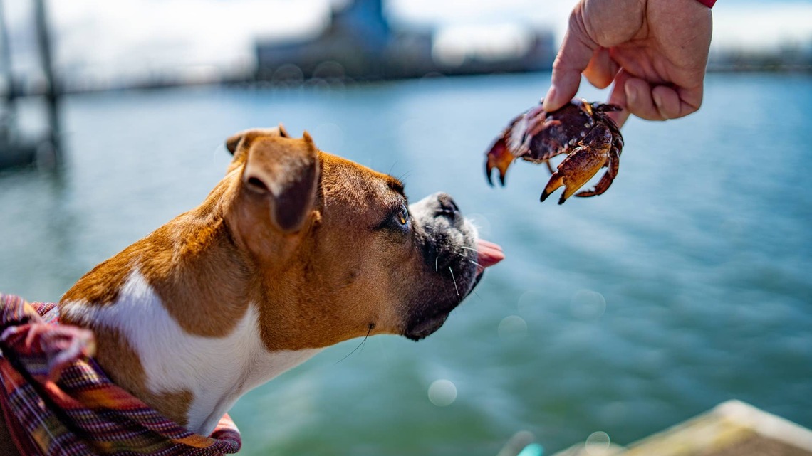 Florida Dog Comes Face-to-Face With a Crab Wielding a Knife 