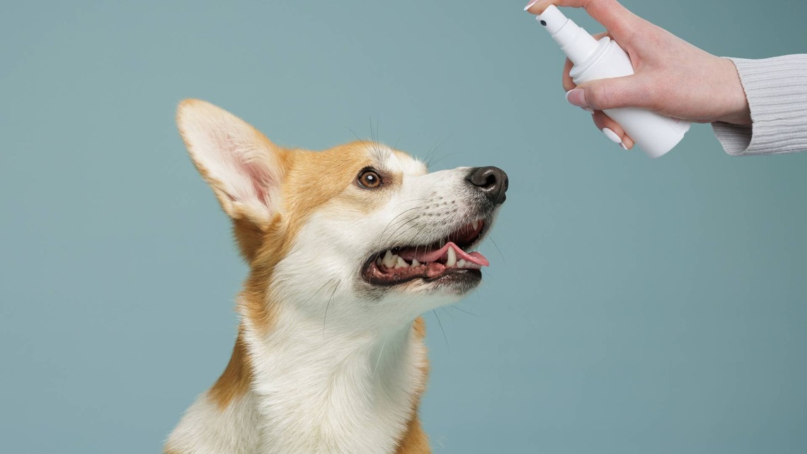 That First Taste of Fall Might Come With an Unwelcome Surprise for Pet Parents 
