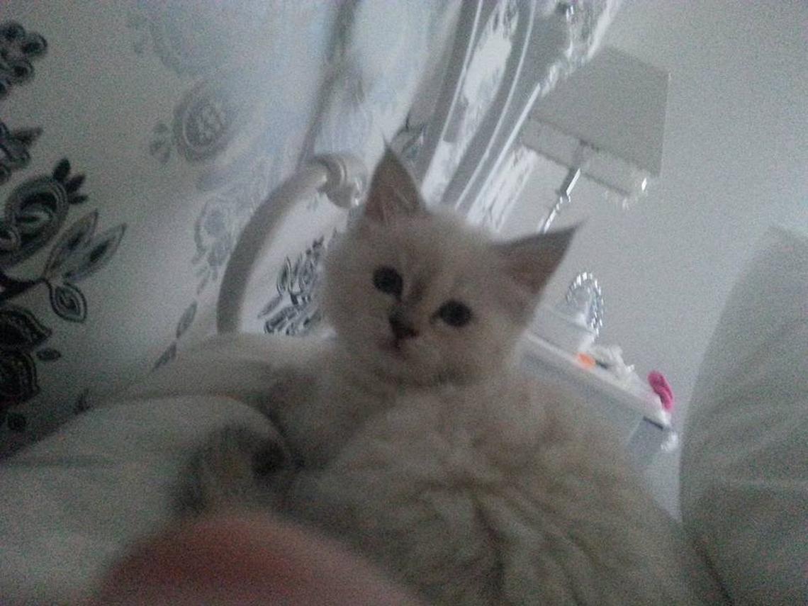  Binky was found but his original owner can't get him back. (Warren Croft via SWNS) 