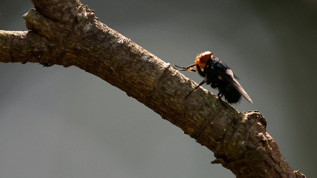 A screwworm fly stands on a branch of a plant at a bio-factory as Mexico's government reconditions a plant to become the new sterile screwworm fly facility, in Metapa de Dominguez, Mexico, October 17, 2025. REUTERS/Daniel Becerril/File Photo