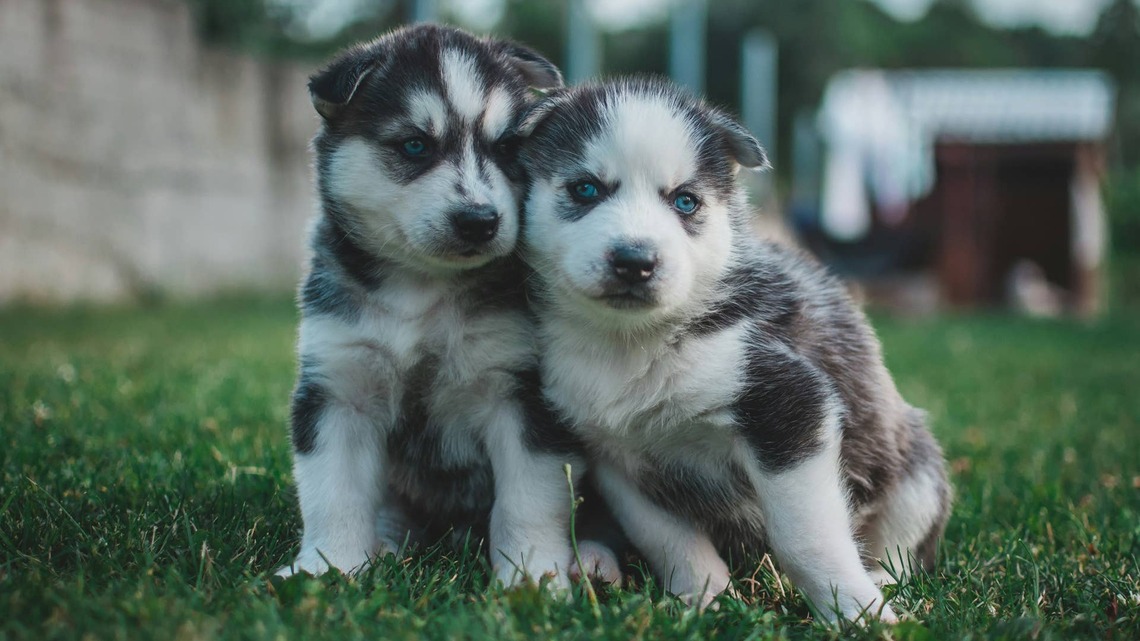 The 'Condition' That Explains Why Some Husky Owners Just Can't Stop at One 