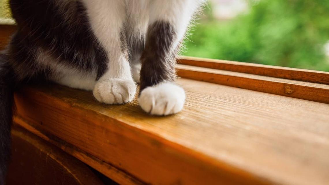 A Long-haired Persian cat perched on a sofa.