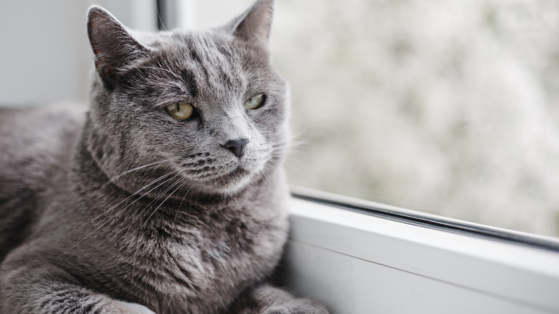 This Giant Gray Cat Thinks Puzzle Time Means Becoming Part of the Puzzle 