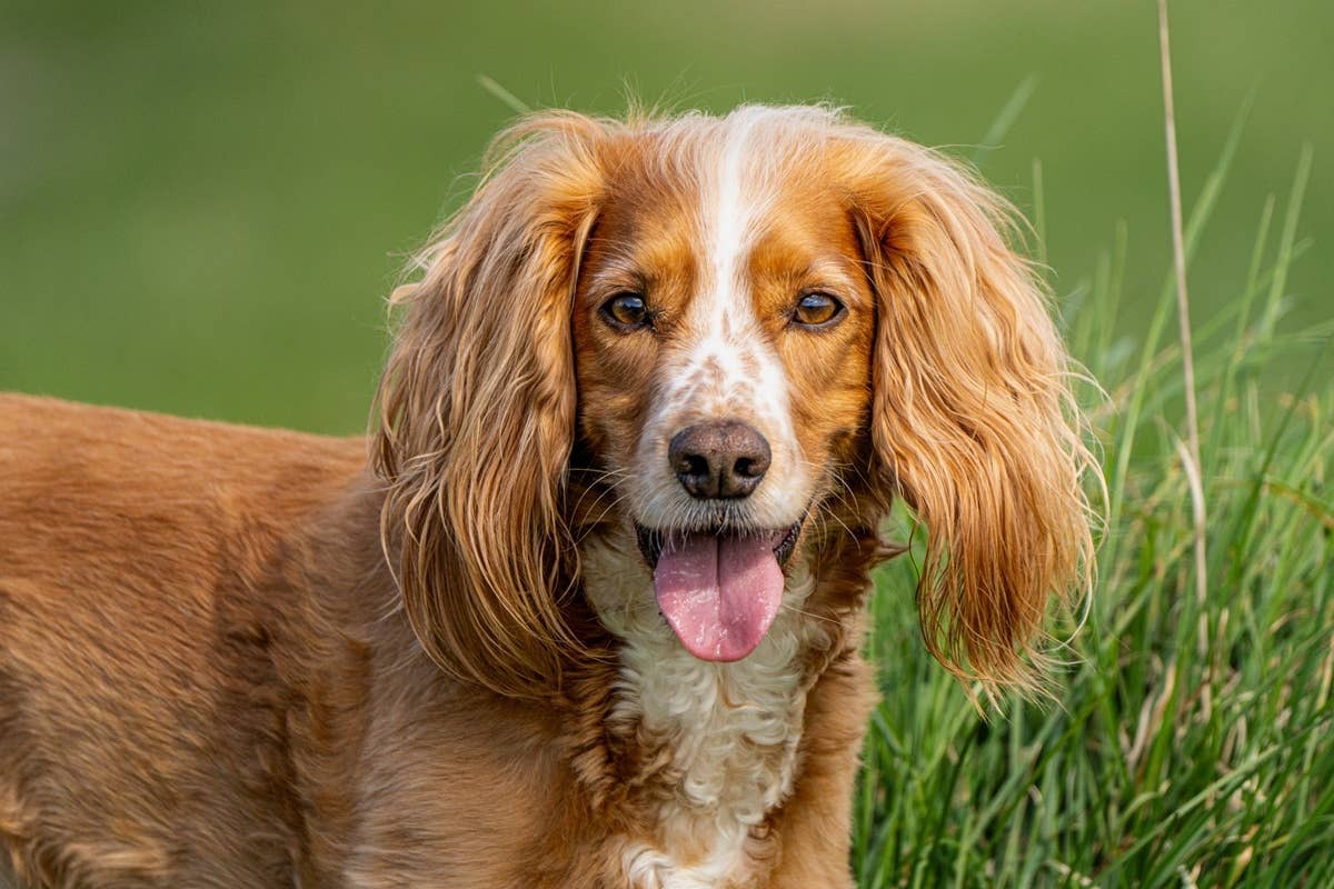  A devoted Cocker Spaniel smiling at its senior pet parent.