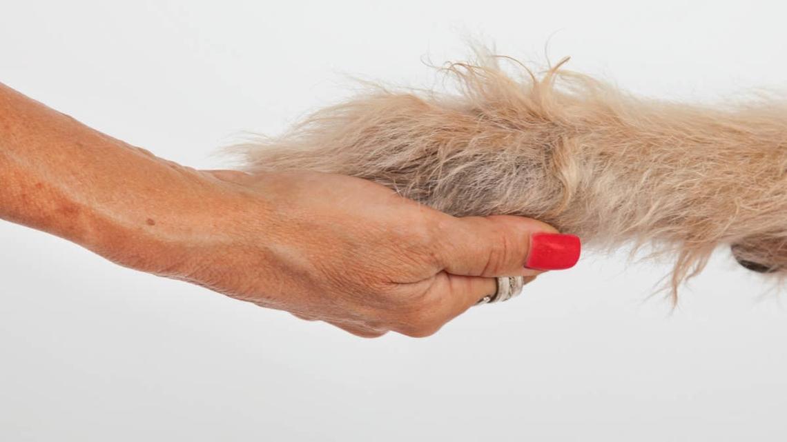 Long-Haired Pit Bull's Rare 'Dog the Bounty Hunter' Mane Looks Photoshopped 