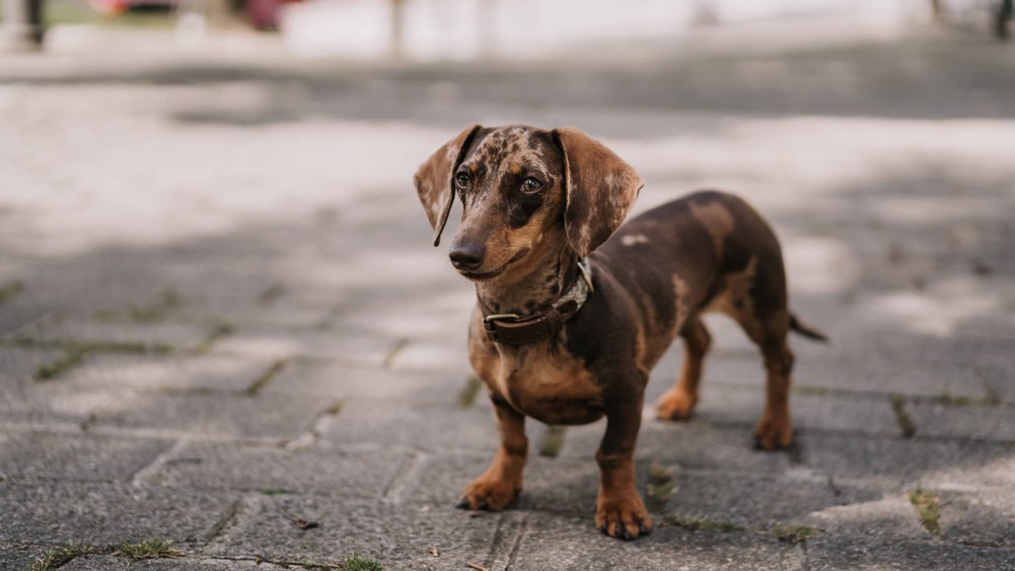 Dachshund's Bouncy Bottom Is Perfectly in Sync With the Beat, and It's Comedy Gold 