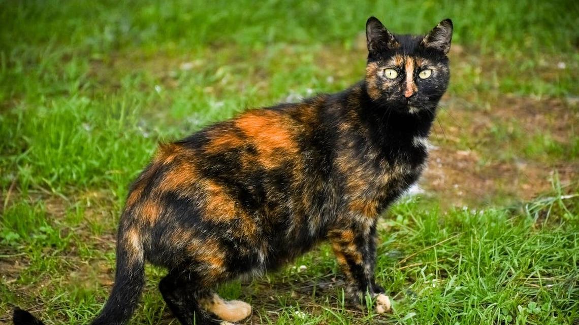 We Can't Stop Laughing at How This Man 'Texts' His Outside Cat to Come Home 