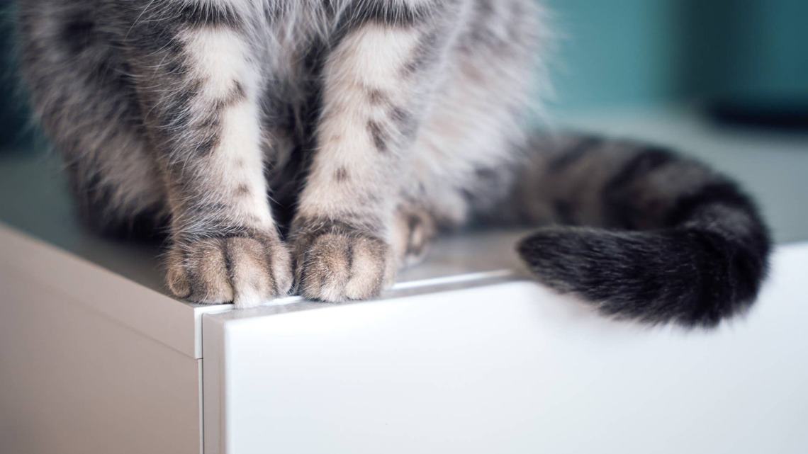 Grey Maine Coon Gives Birth to a Perfect Litter of Moon Rocks